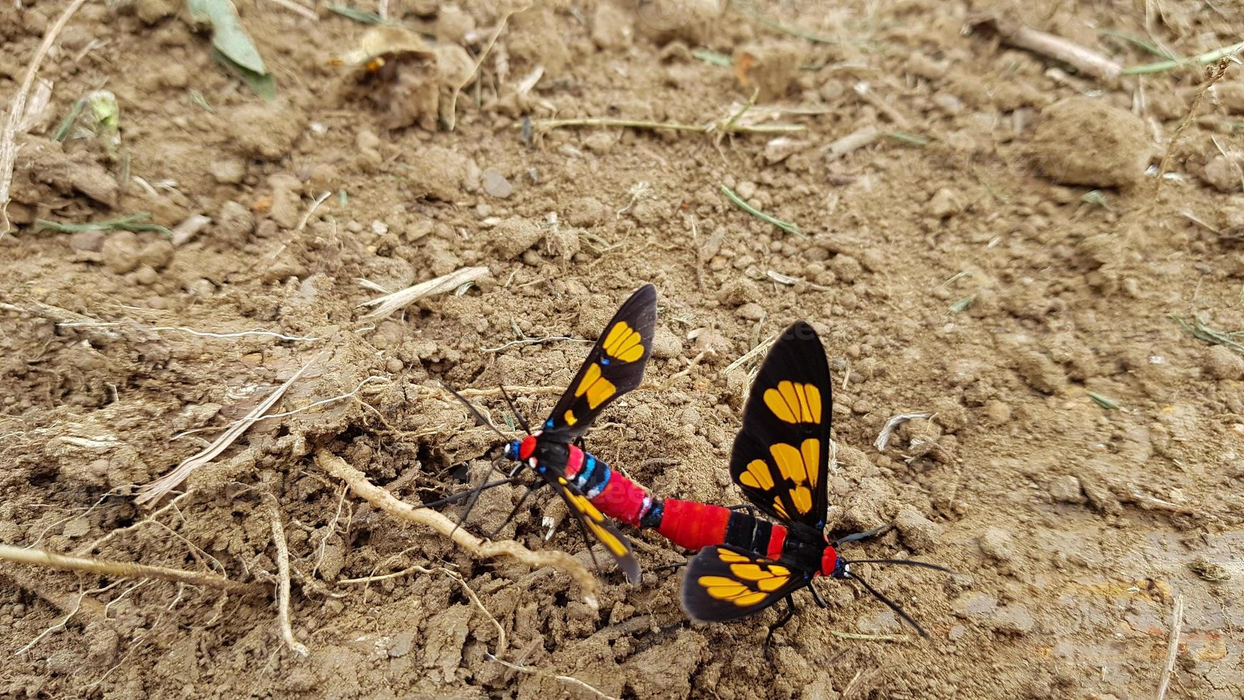 Accouplement de deux insectes colorés sur le sol photo