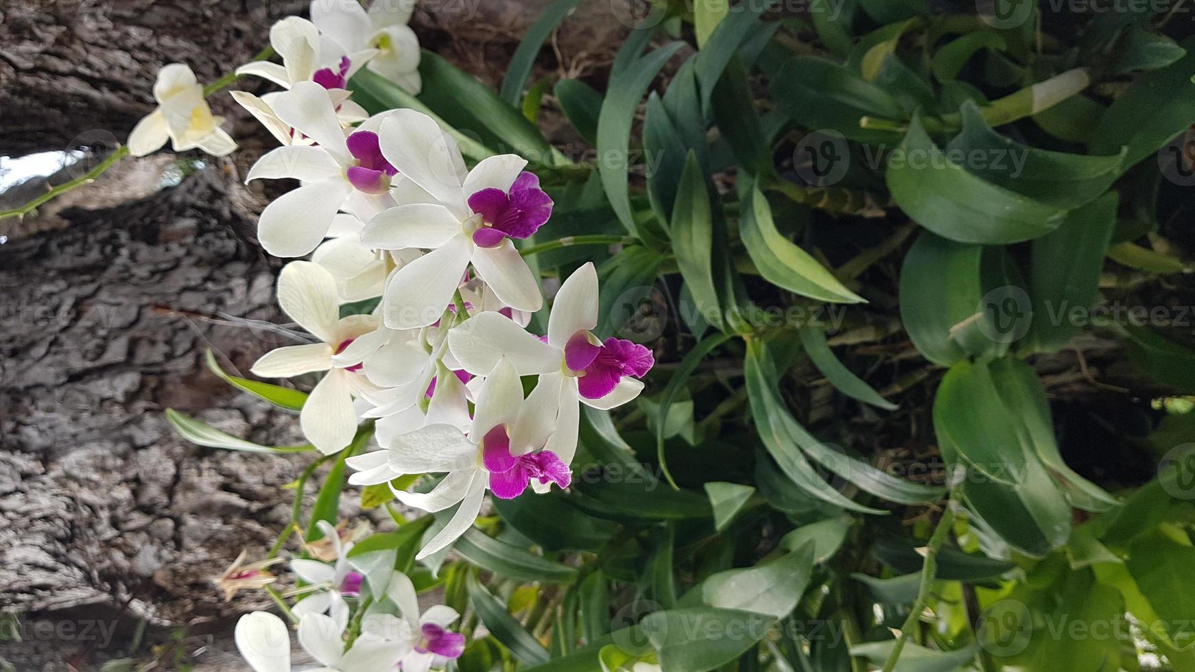 fleurs d'orchidées avec des feuilles vertes photo