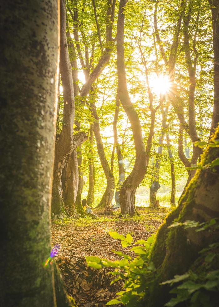 sunflair dans une forêt photo