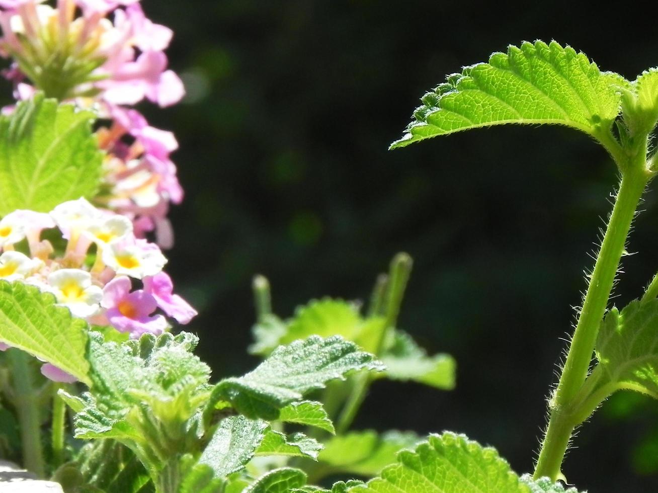 plante de consoude à fleurs violettes photo