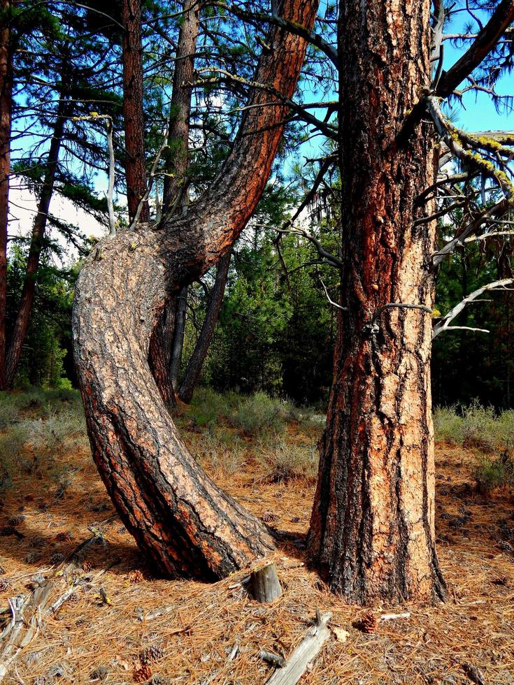 bizarrerie de la forêt - une scène de ponderosa à l'ouest de la pin, ou photo