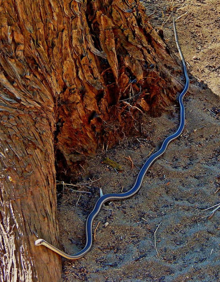 serpent strié du désert sec canyon redmond, ou photo