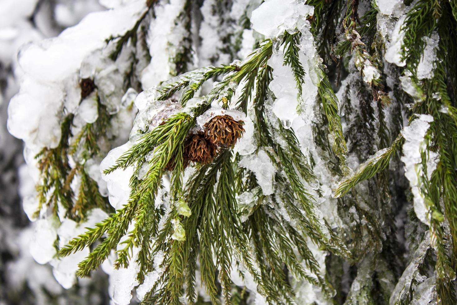 pomme de pin glacé photo