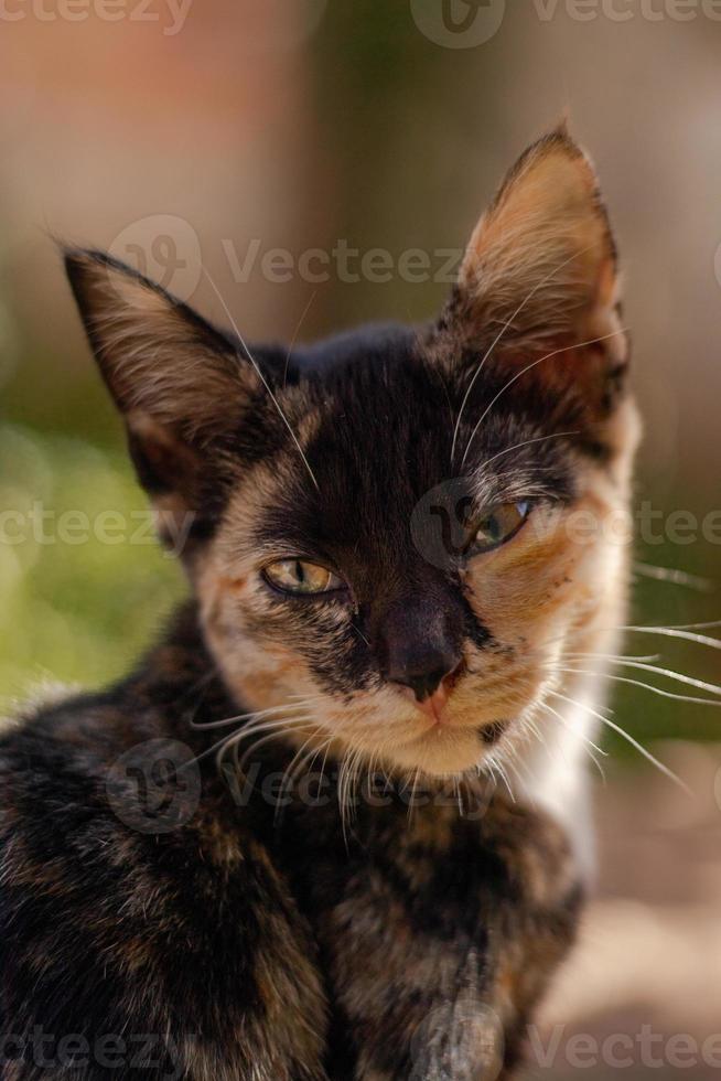 Chat brun et noir sur portrait d'herbe verte photo