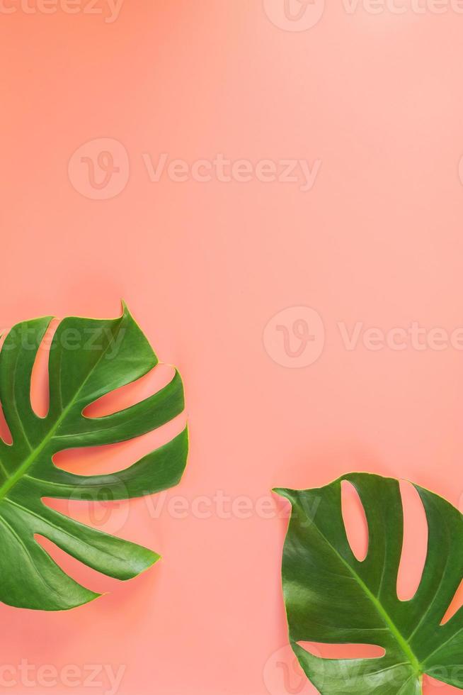 feuilles de monstera reposaient sur fond rose. concept de fond de l'été. photo