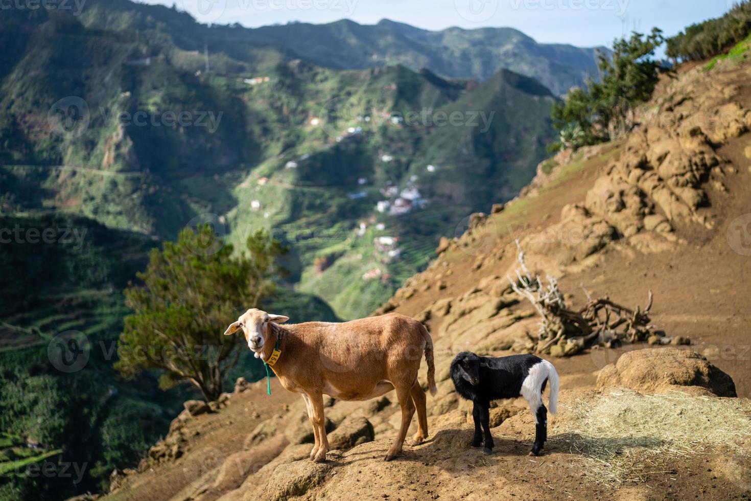 Chèvres dans les mouintains anaga à tenerife photo