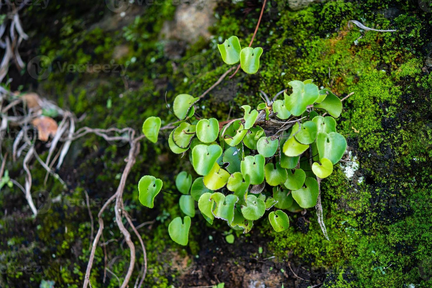 plantes rares dans les montagnes d'Anaga photo