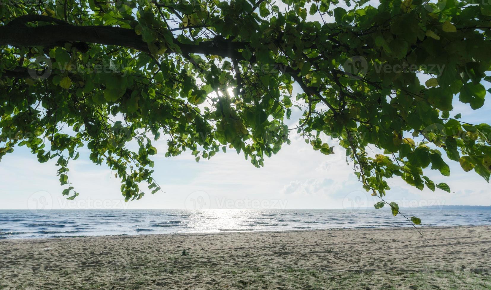 arbre aux feuilles vertes sur la plage contre la mer photo