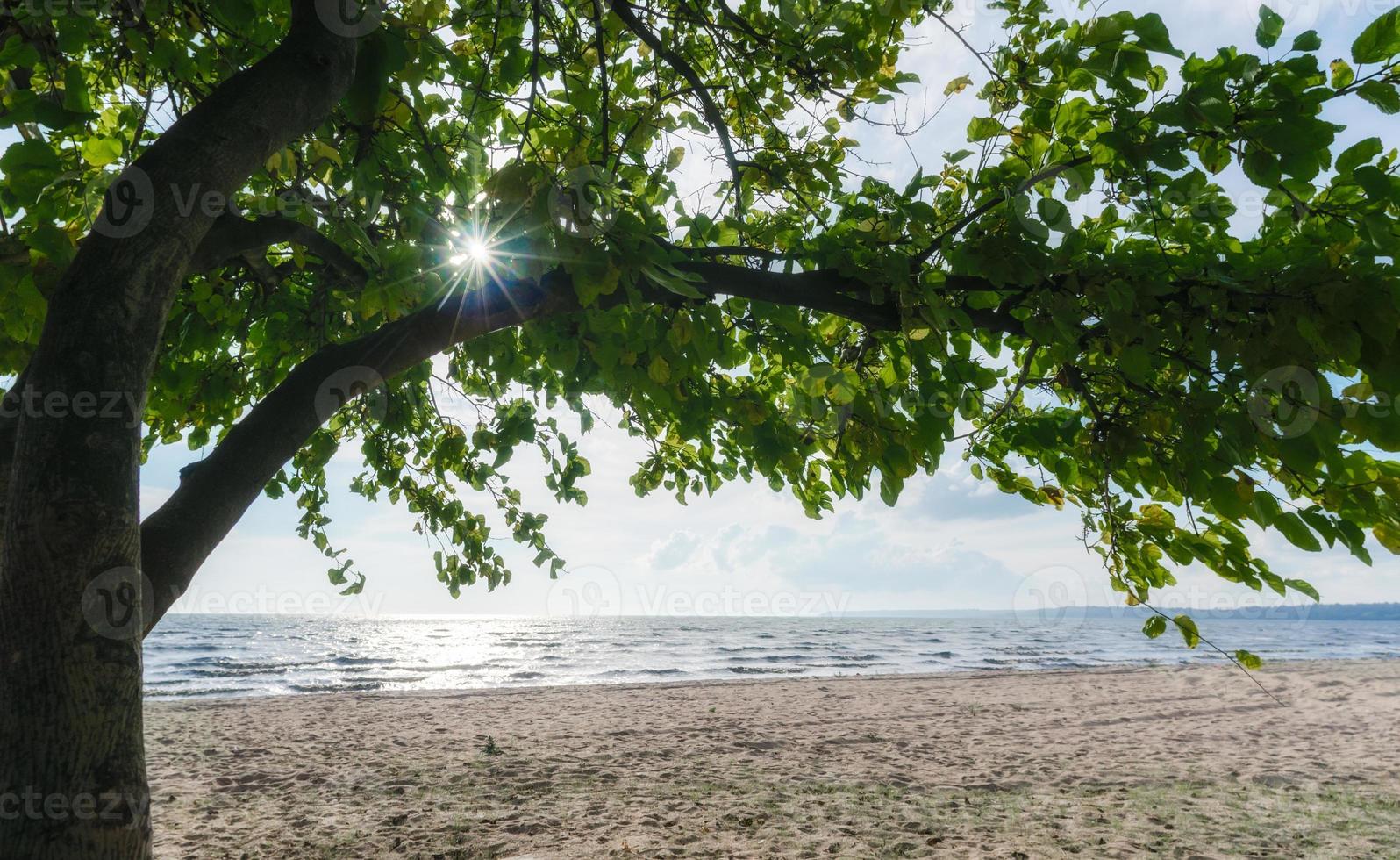 arbre aux feuilles vertes sur la plage contre la mer photo