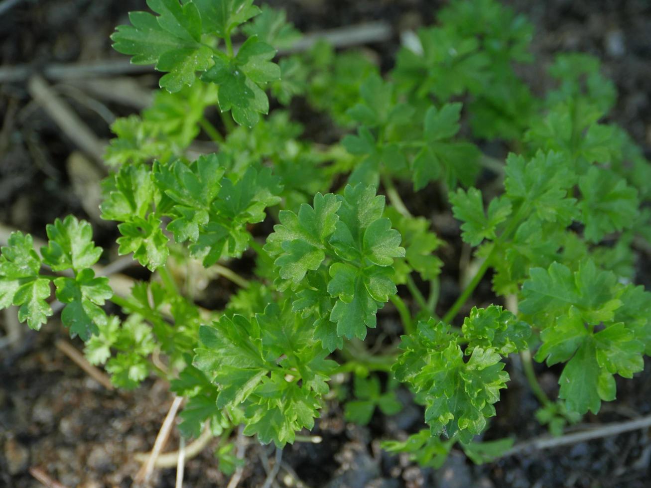 persil vert frais dans le jardin photo