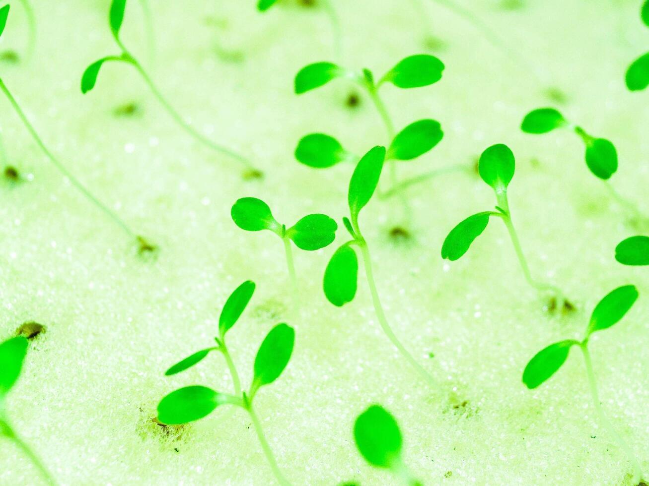 ferme hydroponique pour l'alimentation photo