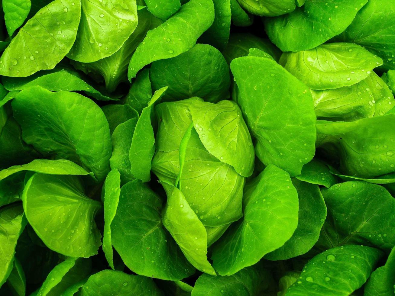 ferme hydroponique pour l'alimentation photo