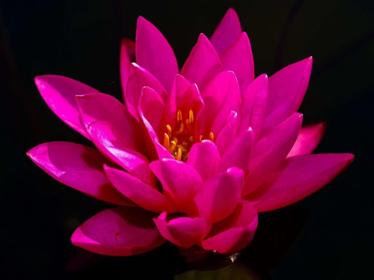 fleur de lotus dans la nature photo