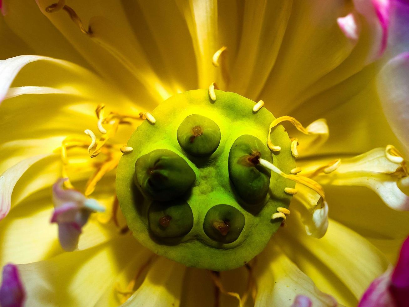 fleur de lotus dans la nature photo