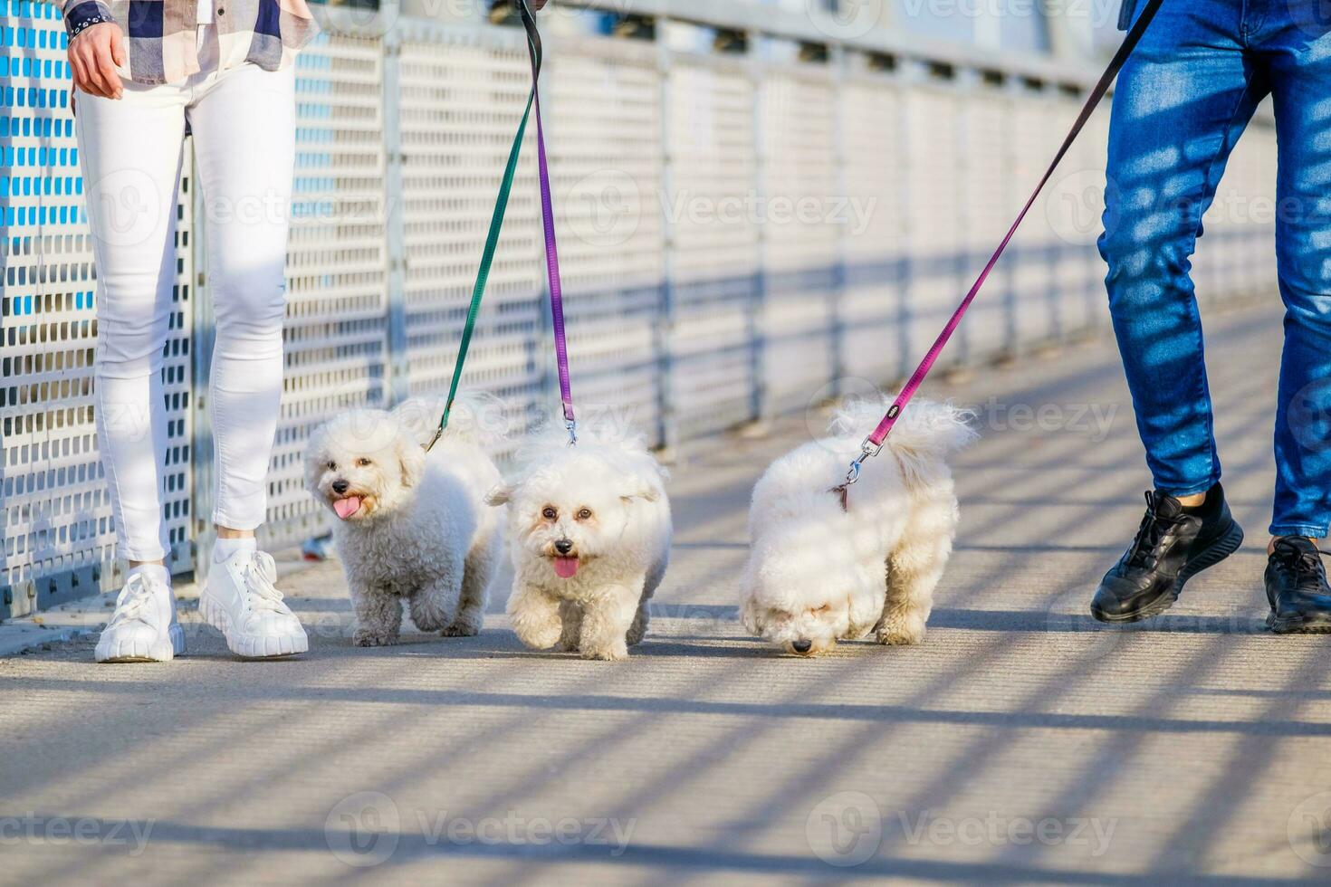 une couple en marchant leur chiens photo