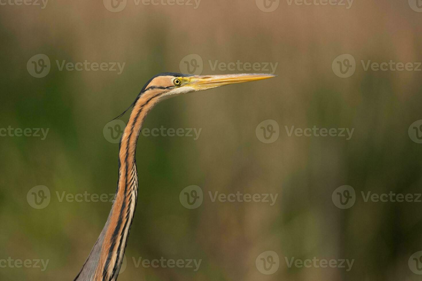 gris héron dans marais. oiseau comportement dans Naturel habitat. photo