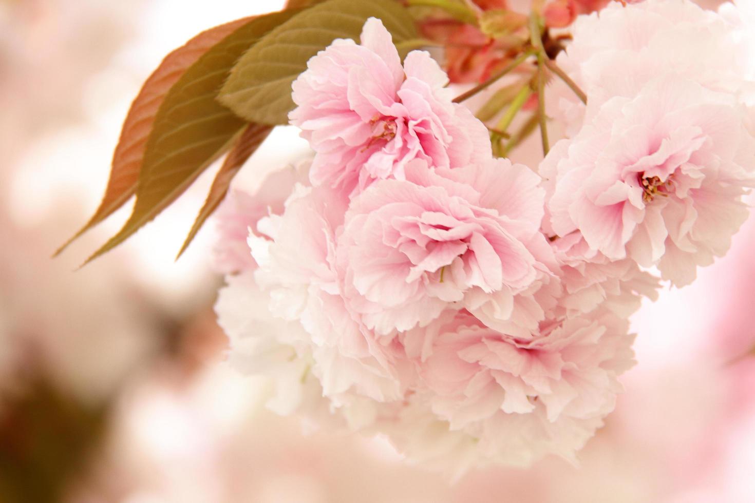 fleurs de sakura fraîches photo