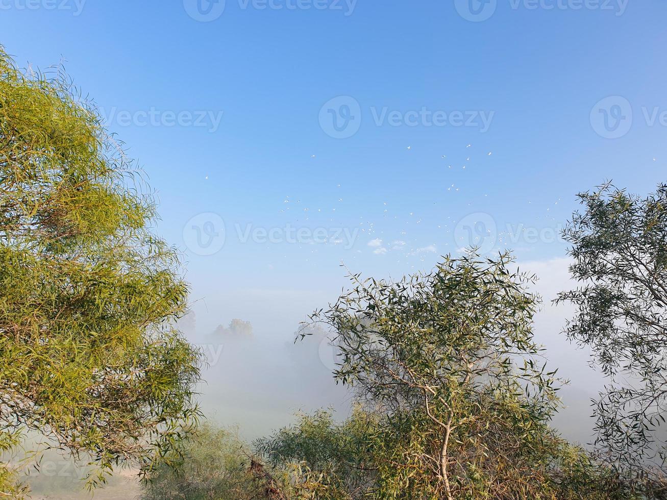 Vue brumeuse sur le lac Athalassa à Chypre avec les arbres environnants et les oiseaux survolant photo