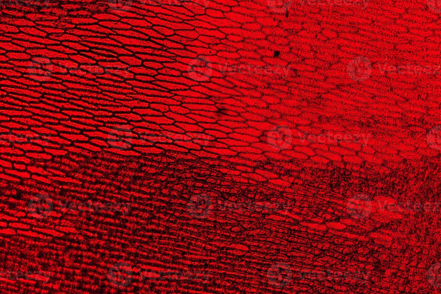 Épiderme d'oignon avec de grandes cellules pigmentées appropriées comme fond abstrait photo