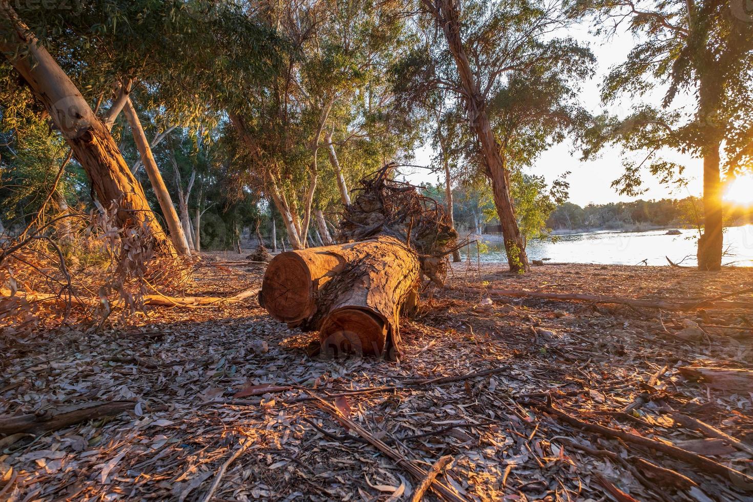 Couper l'écorce des arbres au lac Athalassa Chypre baigné de lumière chaude de l'après-midi photo