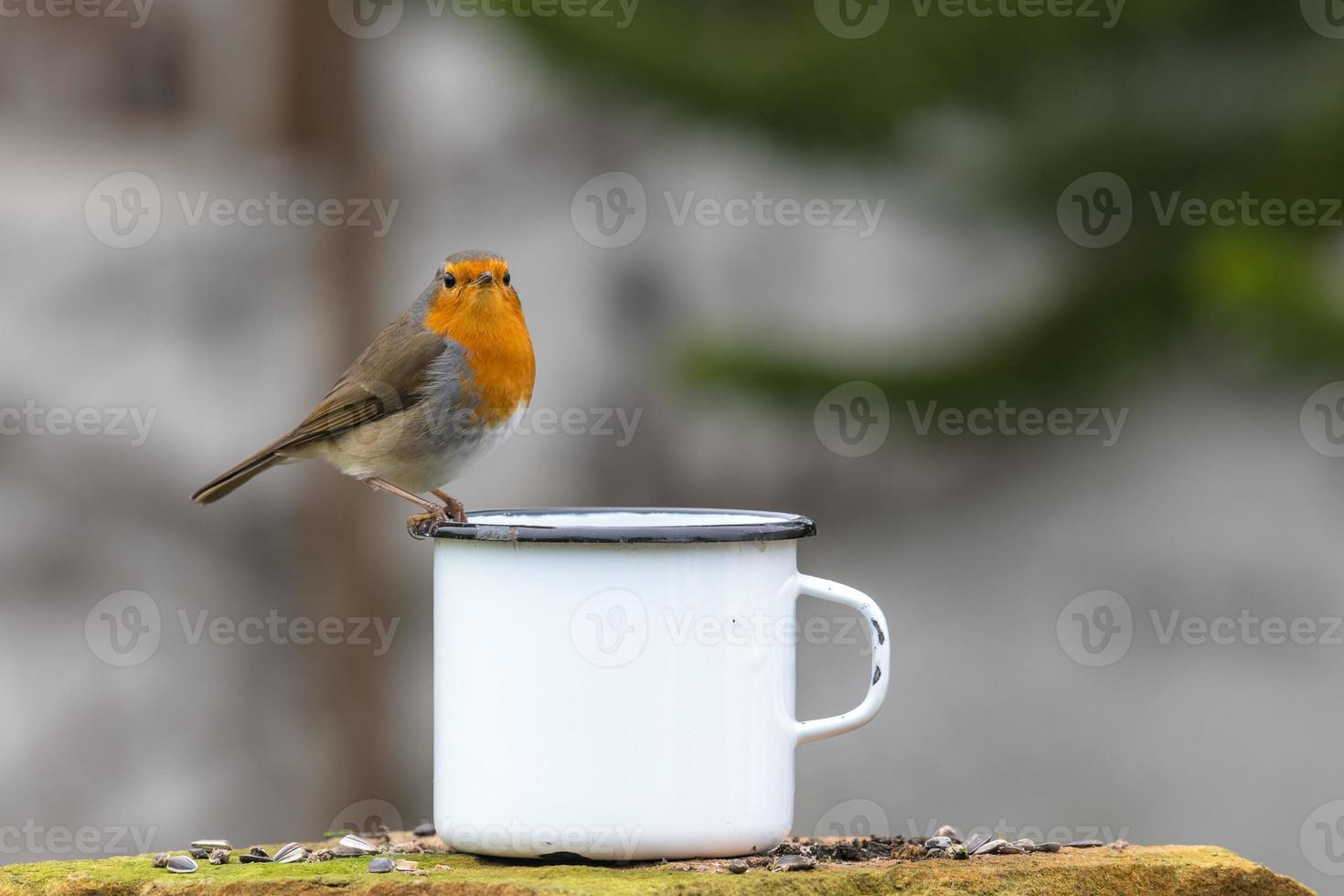 Robin européen sur le bord d'une tasse photo