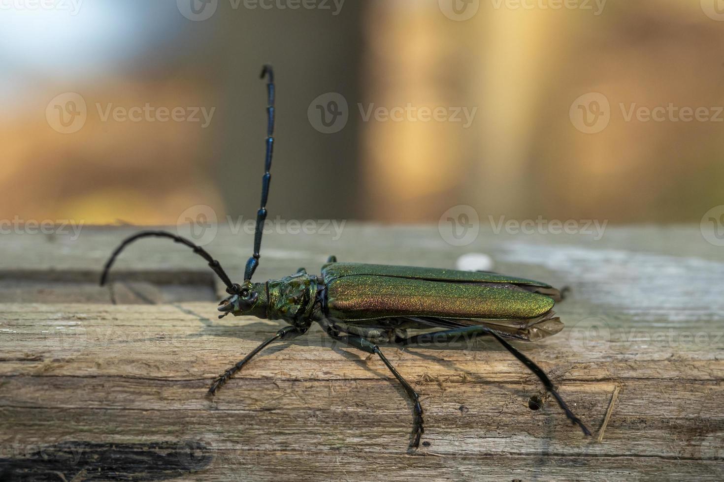 coléoptère vert sur planche de bois photo