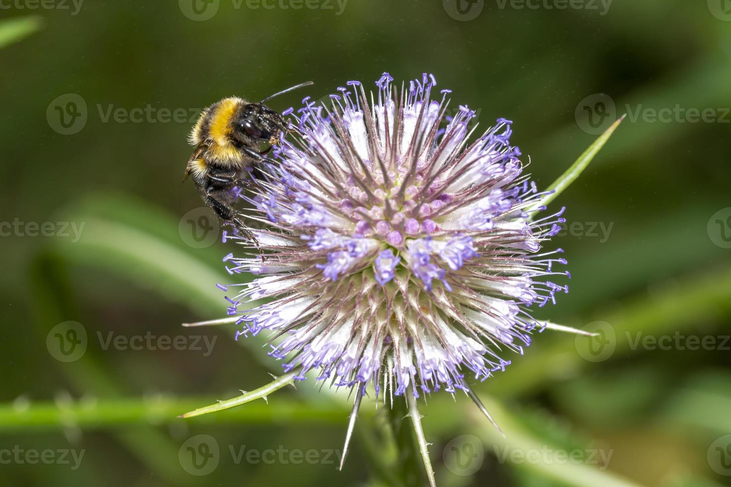 bourdon sur une fleur de chardon photo