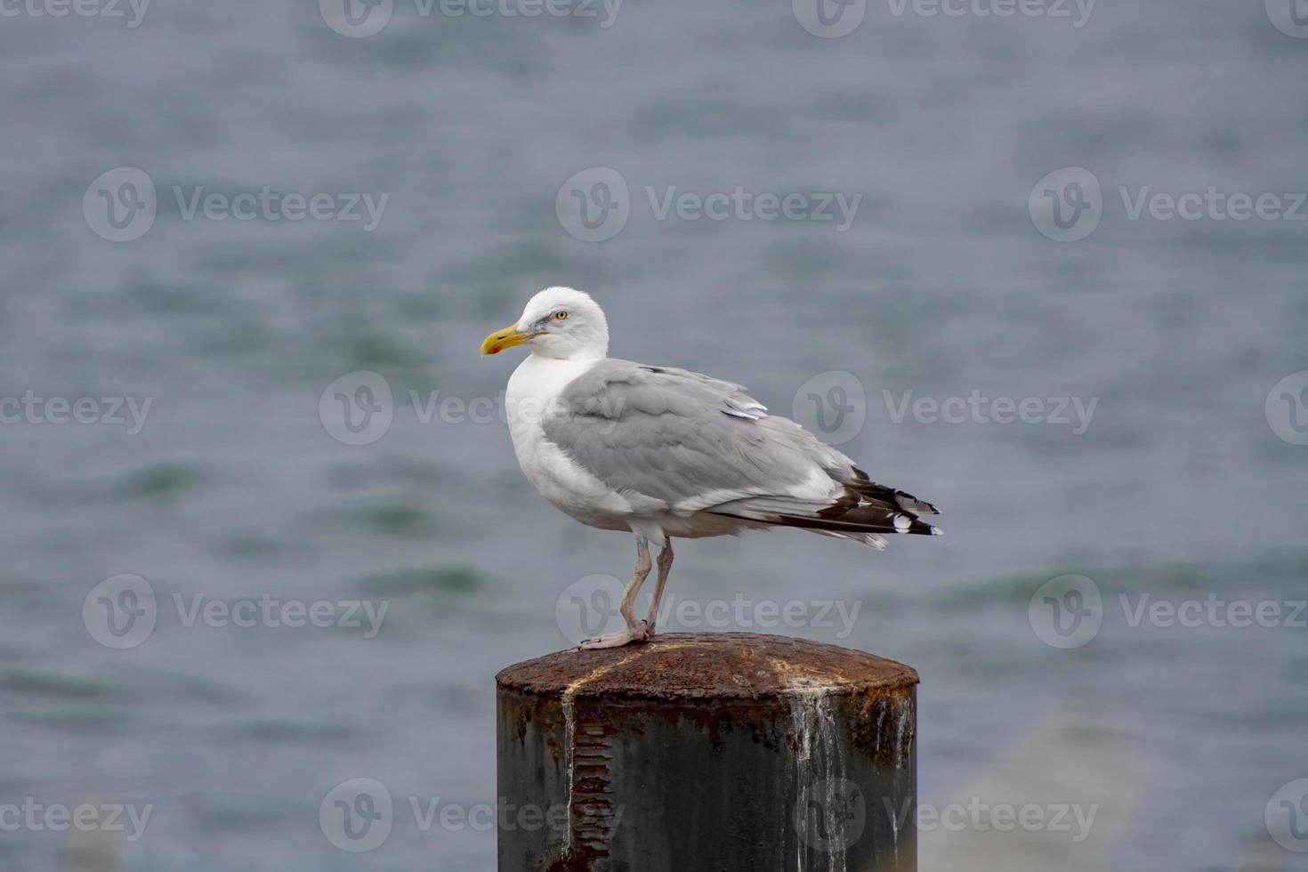 mouette sur une jetée photo