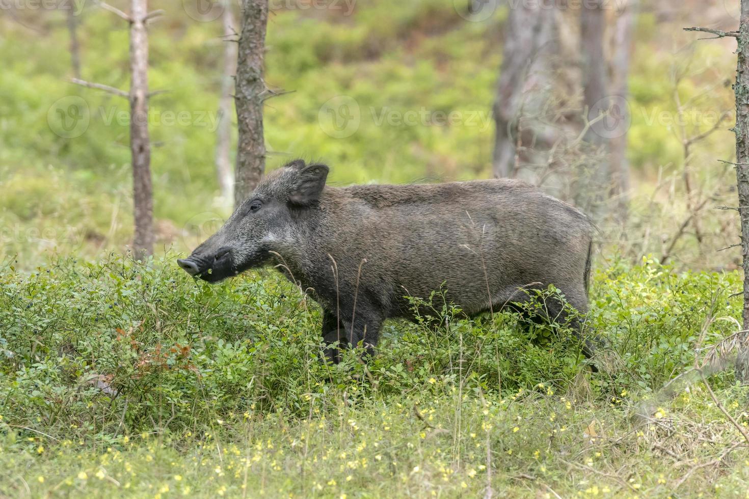 cochon sauvage femelle dans la forêt photo