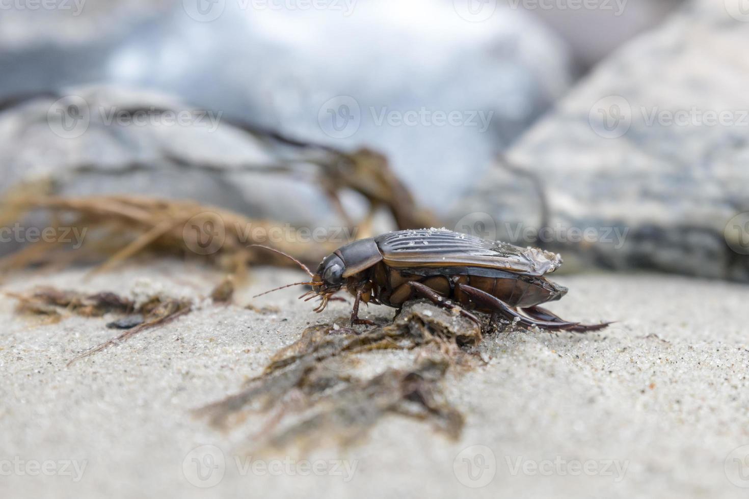 Grand coléoptère essaim sur un rocher photo