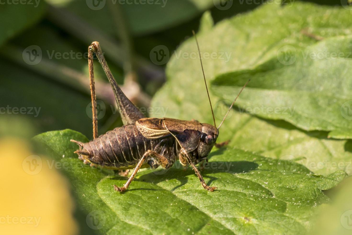 sauterelle brune sur une feuille photo