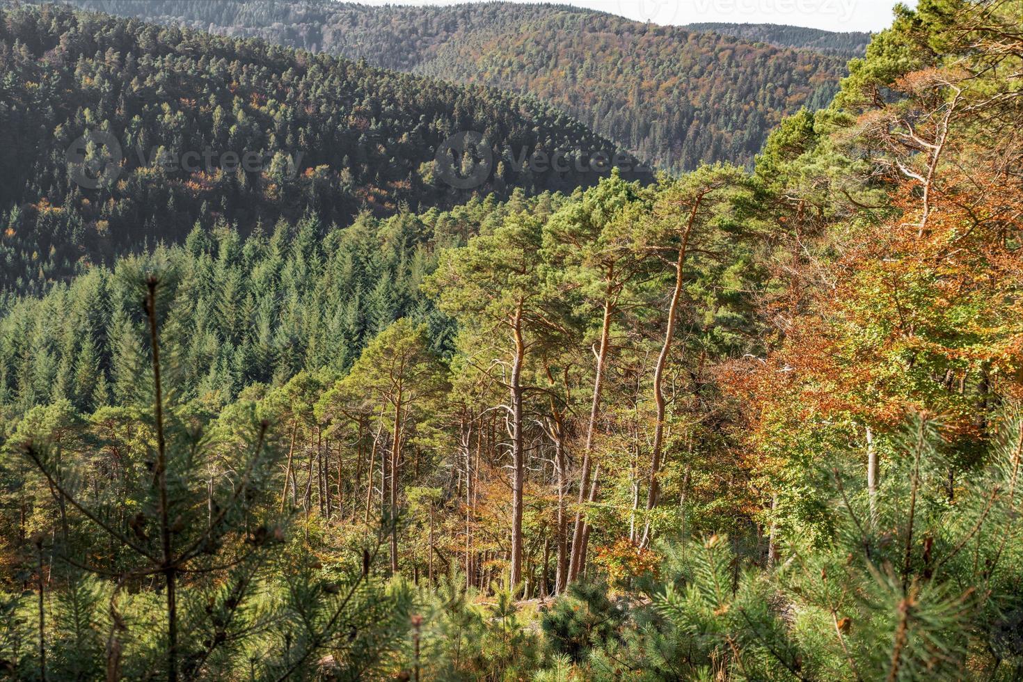 vue sur une vallée boisée photo