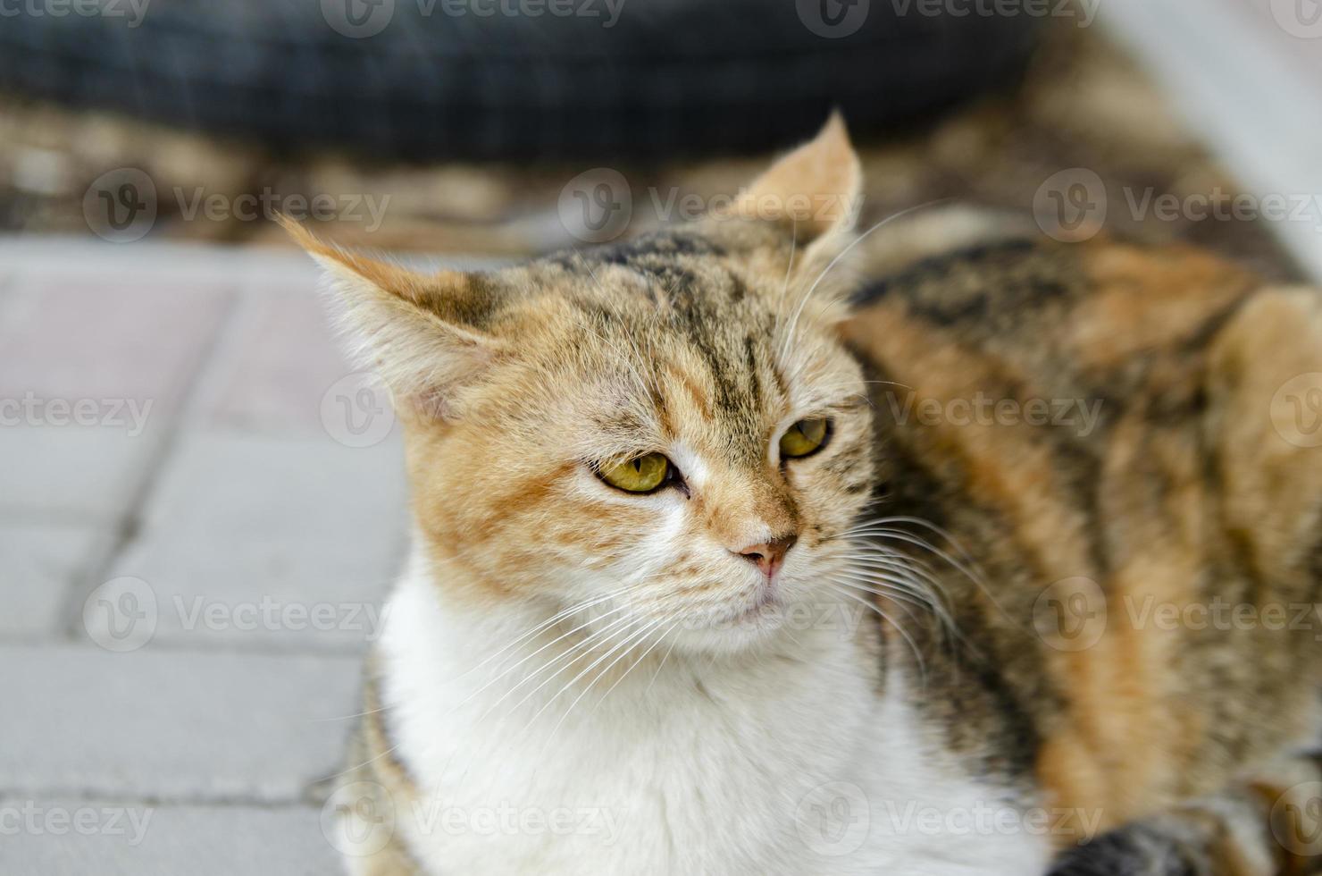 portrait de chat photo