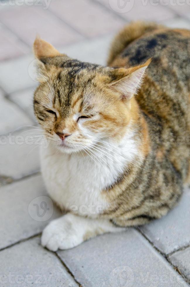 portrait de chat photo