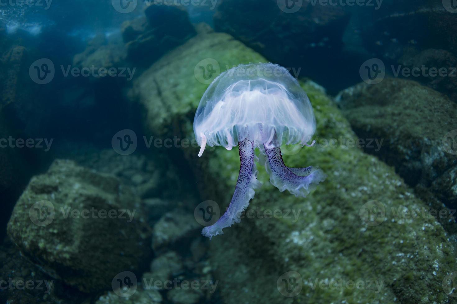 méduse de la mer méditerranée photo