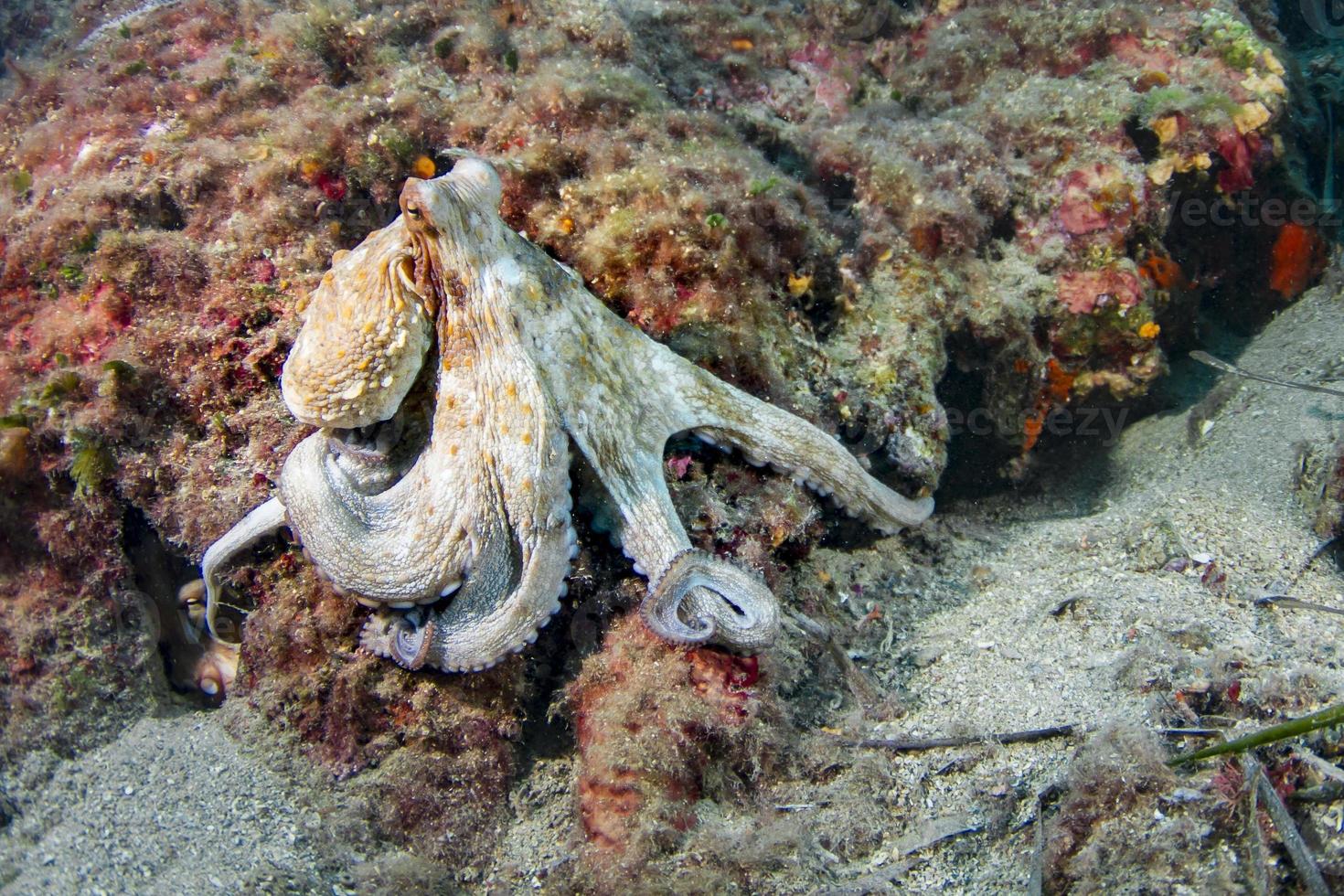 poulpe commun de la mer méditerranée photo