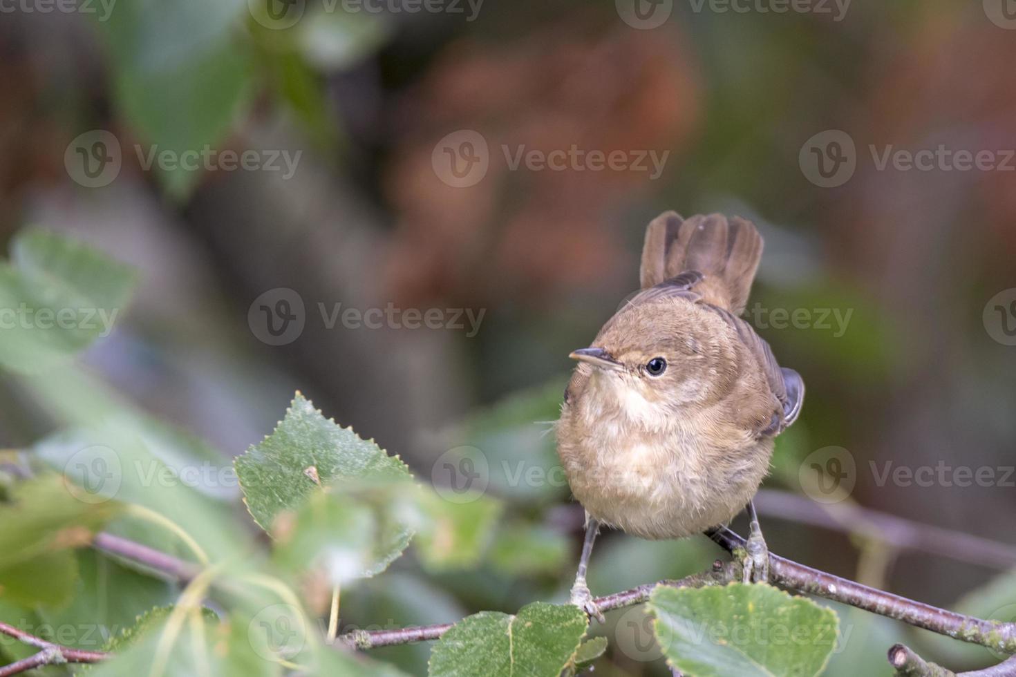 Paruline des marais sur une branche photo