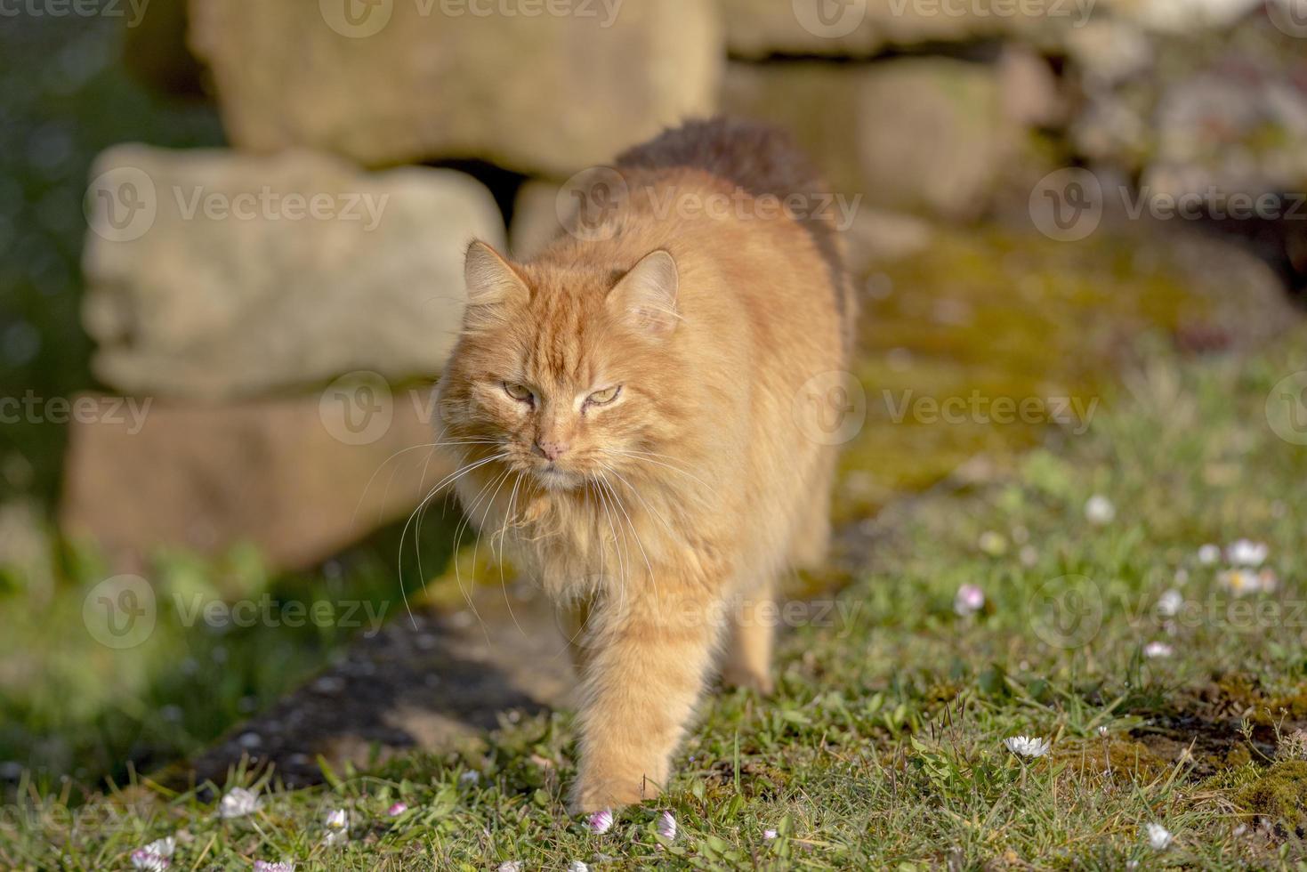 chat tigré orange photo