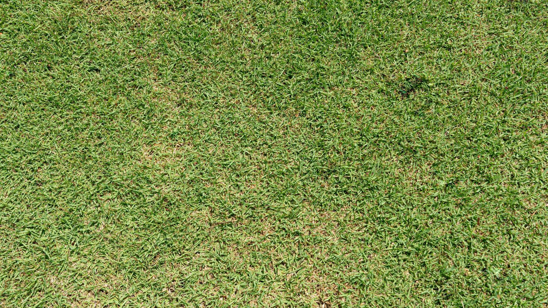 vue ci-dessus de l'herbe verte. sol en gazon avec différents types d'herbe combinés. pour le fond et texturé. photo