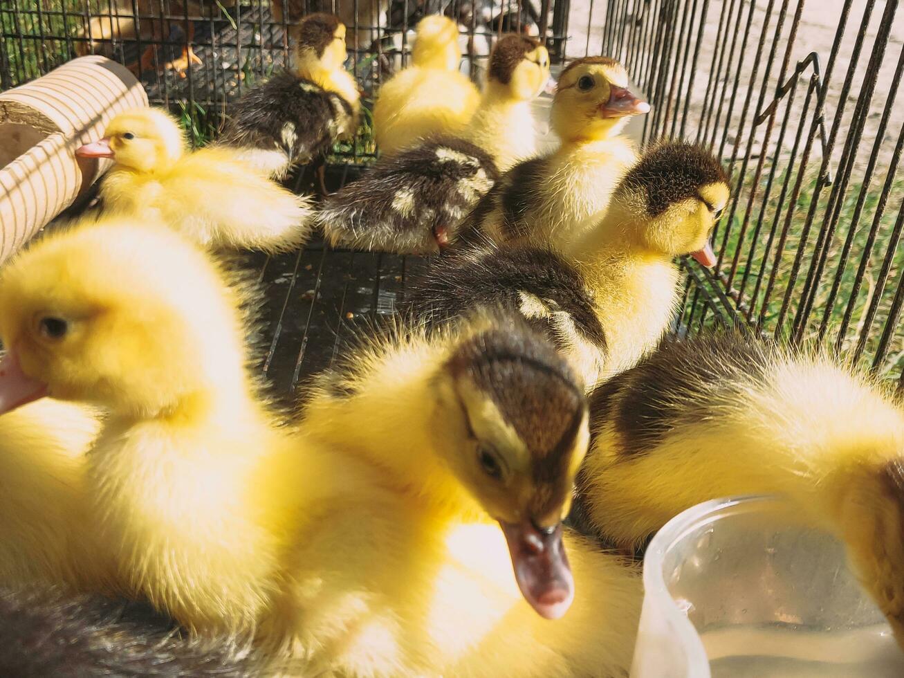 canetons sont en cage en utilisant des cages fabriqué de le fer barres. photo