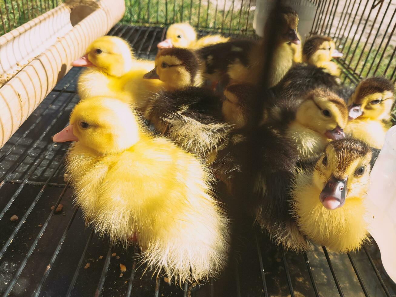 canetons sont en cage en utilisant des cages fabriqué de le fer barres. photo