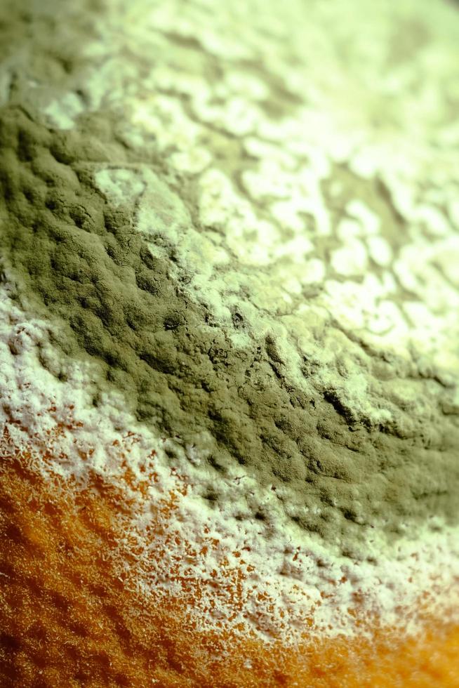 Image en gros plan d'une orange couverte de champignons photo
