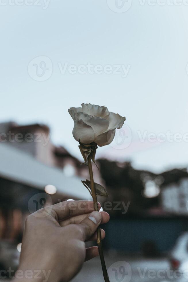 fond d'écran fleurs Contexte photo