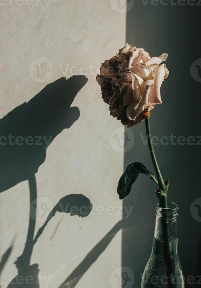 fond d'écran fleurs Contexte photo