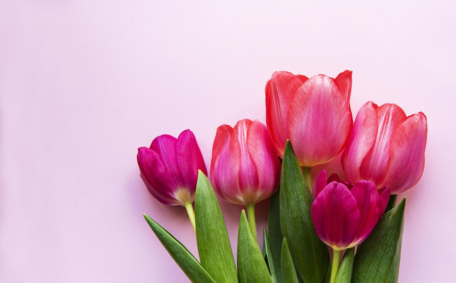 beau bouquet de tulipes photo