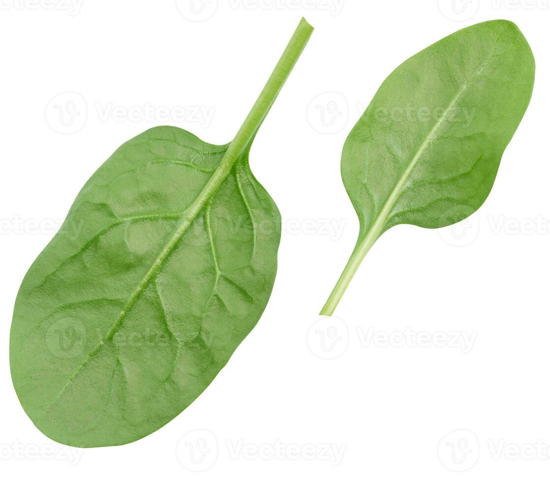 vert épinard feuilles sur une blanc isolé arrière-plan, un ingrédient pour salade photo