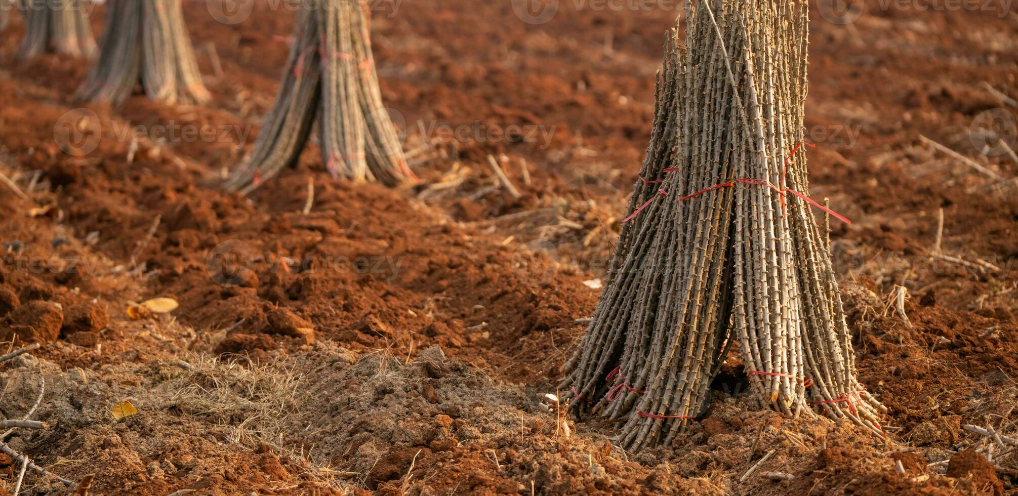 manioc cultiver. manioc ou Tapioca plante champ. paquet de manioc des arbres dans manioc cultiver. le labouré champ pour plantation cultures. durable agriculture. agriculture dans développement des pays. agrafe nourriture culture. photo