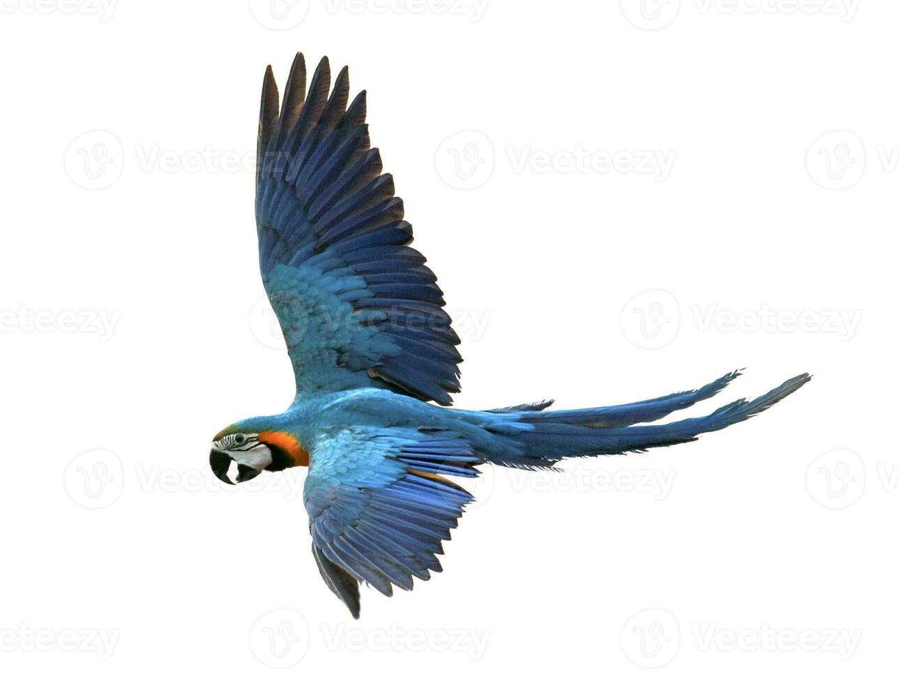 bleu-or ara oiseau en volant isoler blanc arrière-plan, ara est un de grand perroquet dans Sud Amérique région sauvage photo