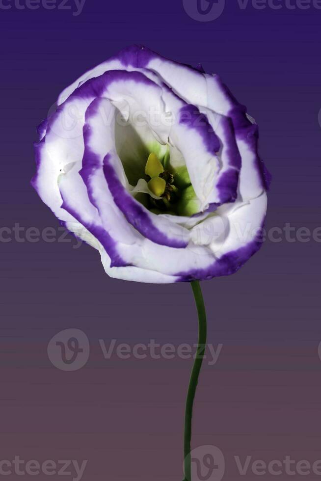 une mouche prairie Gentiane . proche en haut de une Célibataire Floraison photo