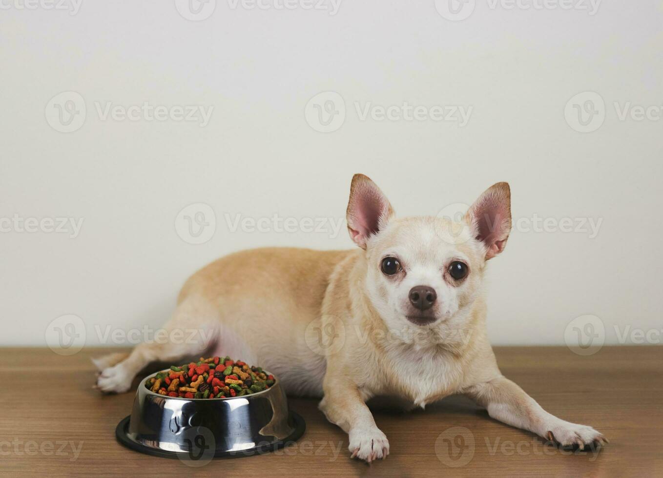 en bonne santé marron court cheveux chihuahua chien mensonge vers le bas avec une bol de sec chien nourriture sur en bois sol, à la recherche à caméra. photo